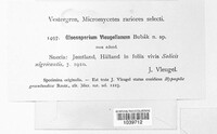 Image of Asteroma vleugelianum
